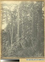 臺南嘉義郡番地阿里山石鼓盤溪梅峰的林相藏品圖，第3張